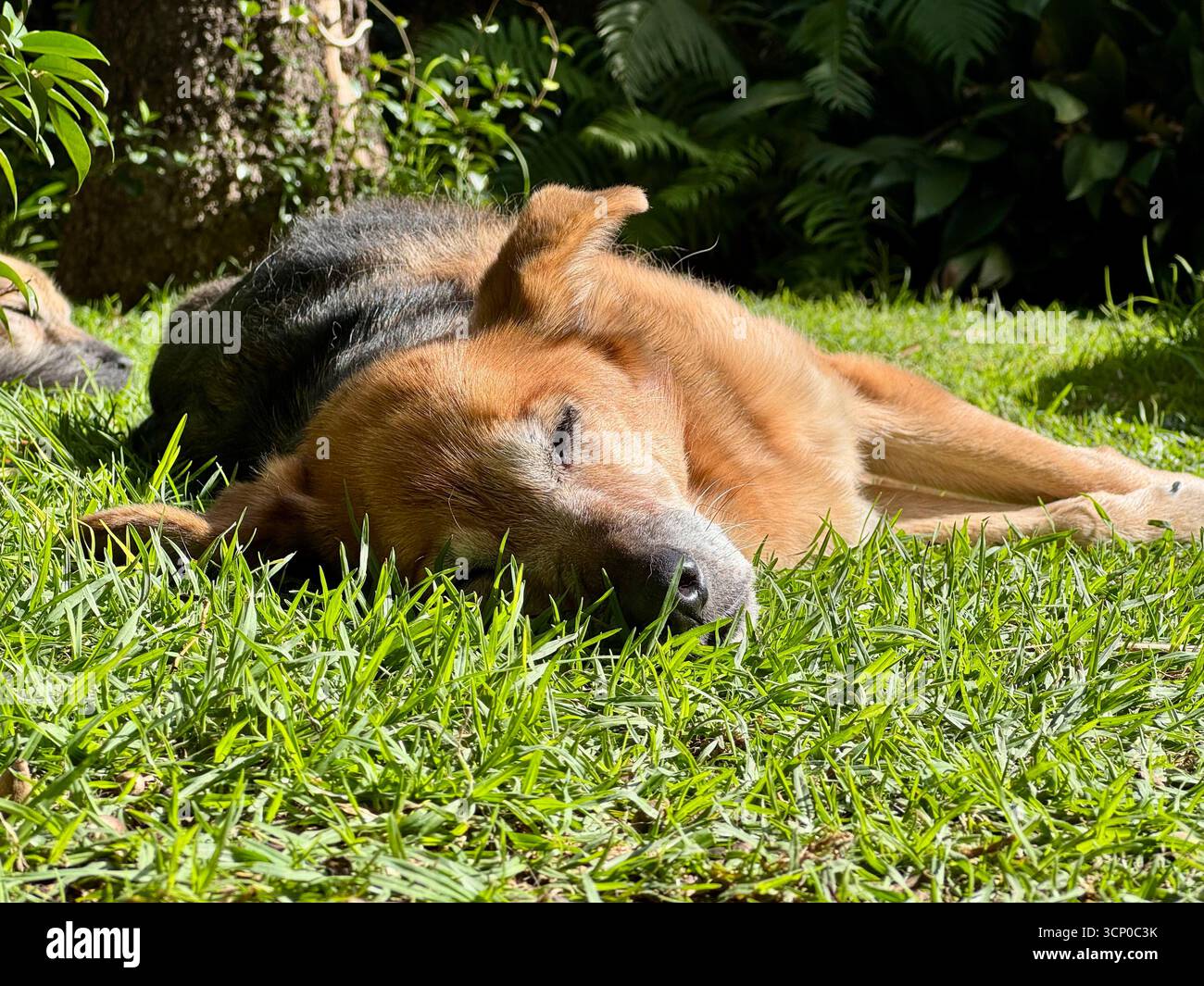 Dog sleeping on the grass in a sunny garden - Smartphone Captured Stock Image