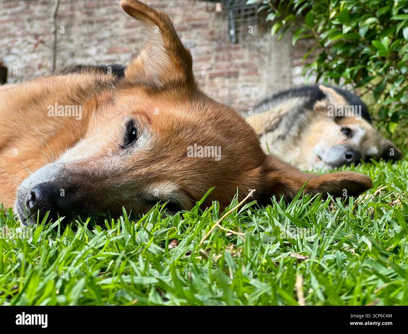 Two dogs resting on the grass in a backyard - Smartphone Captured Stock Image