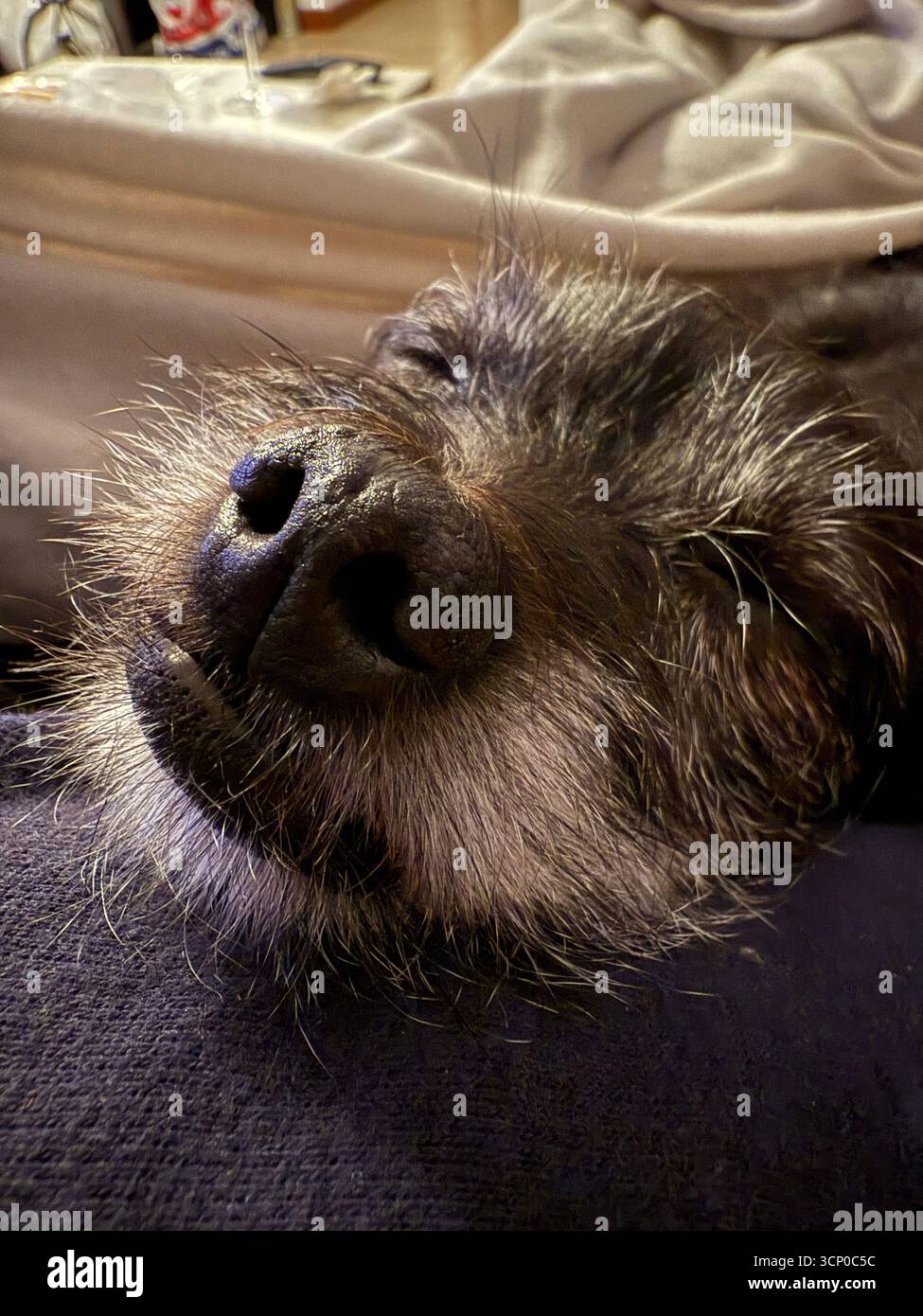 Close-up of a sleeping black dog indoors - Smartphone Captured Stock Image