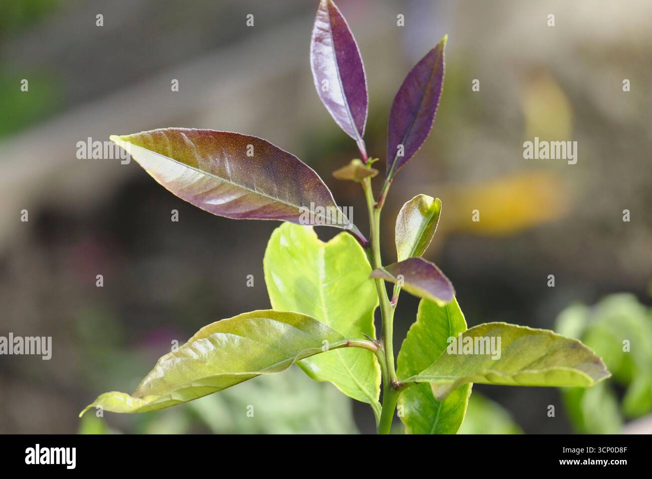 Close up of new growth on a young Mexican Lime tree (Citrus aurantiifolia), showing fresh green and reddish leaves in spring sunlight Stock Photo