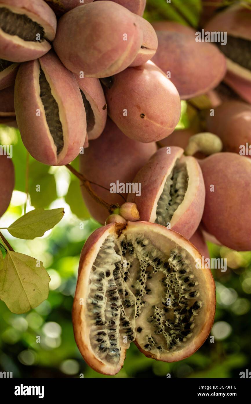 Akebia quinata wall hi-res stock photography and images - Alamy