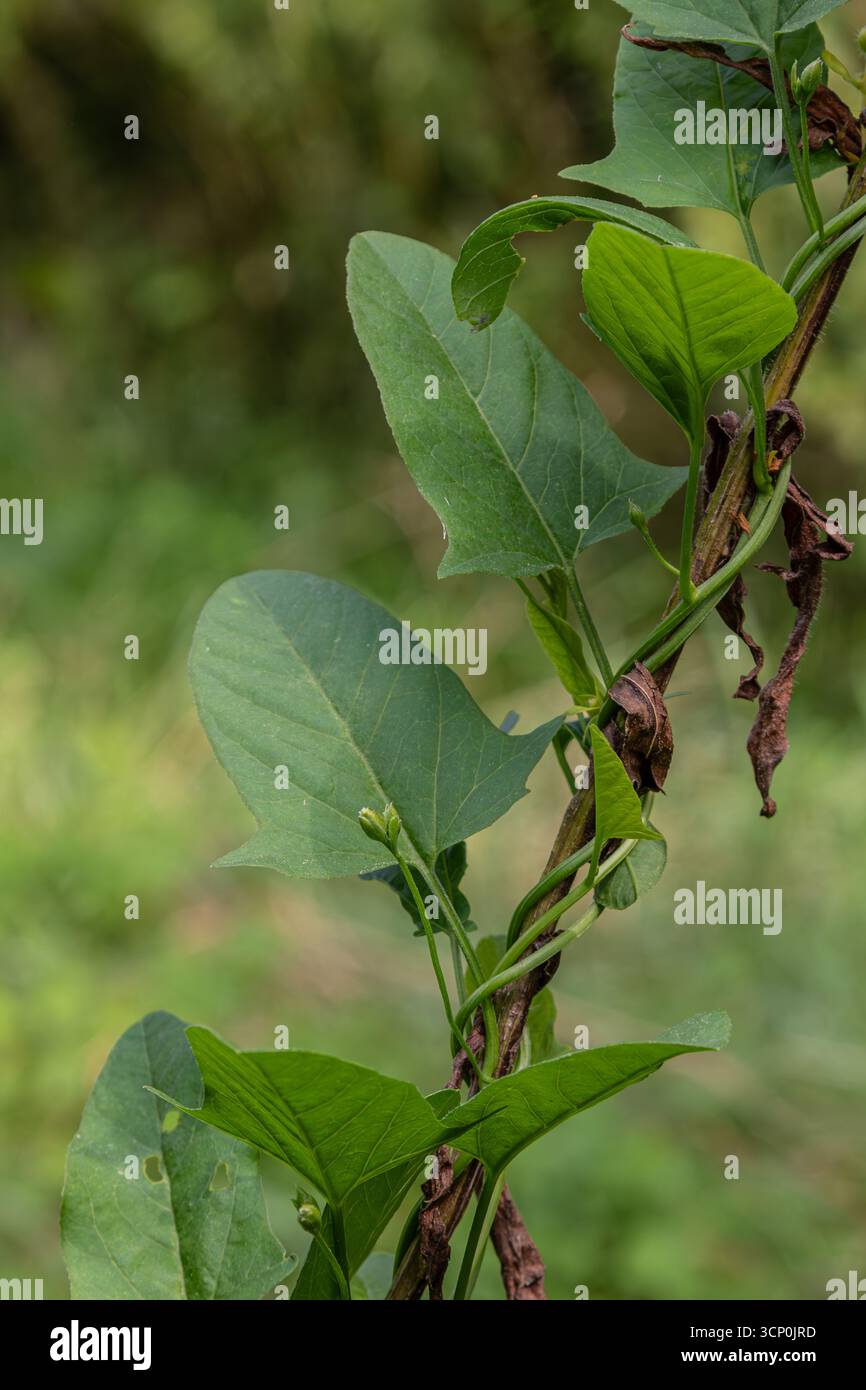 Entwining Field bindweed displays its vibrant green leaves and entwining shoots ...