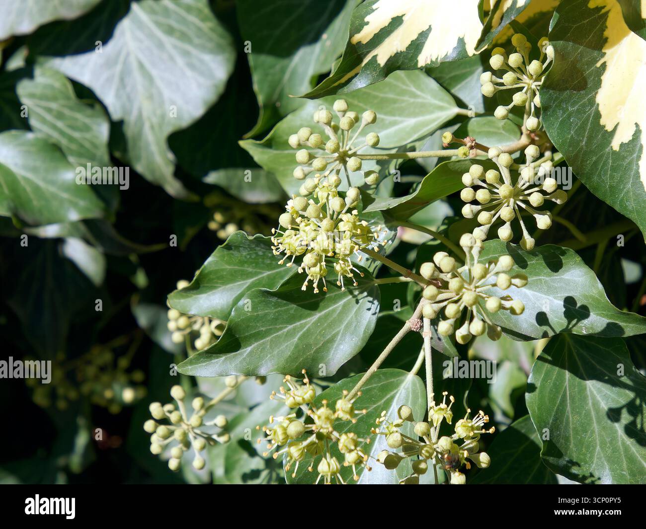 glückskastanie xxl Pachira aquatica - Glückskastanie Ø:21 H:80 cm - Pflanzen sicher zu dir  nach Hause main image 0