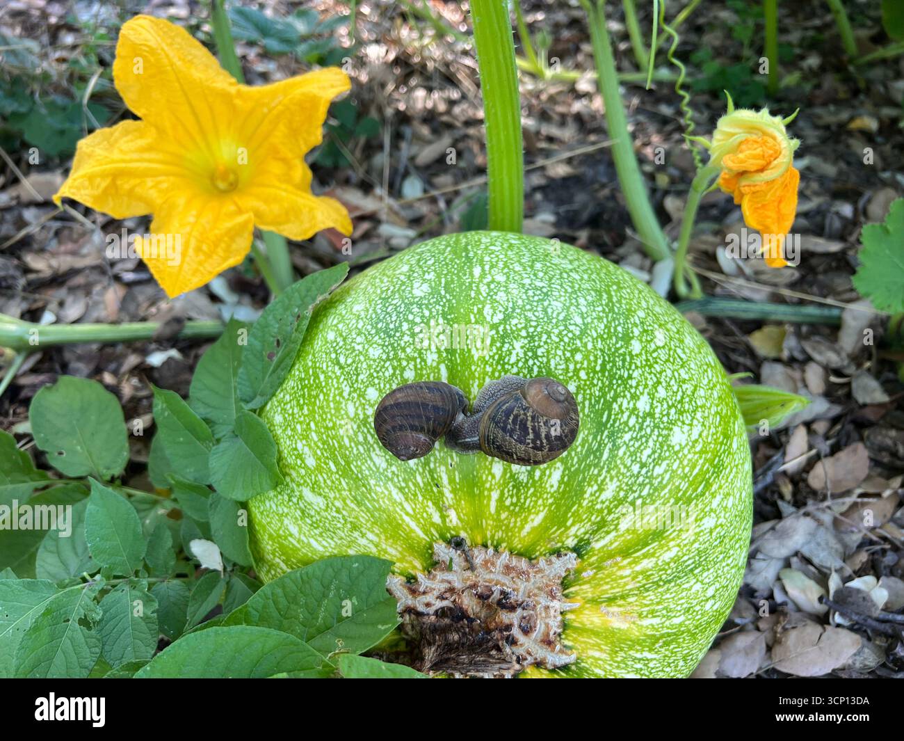 Two snails resting on a zucchini at Berkeley Botanical Garden, California, summer garden scene with blossoms, symbolizing friendship and love. - Smartphone Captured Stock Image