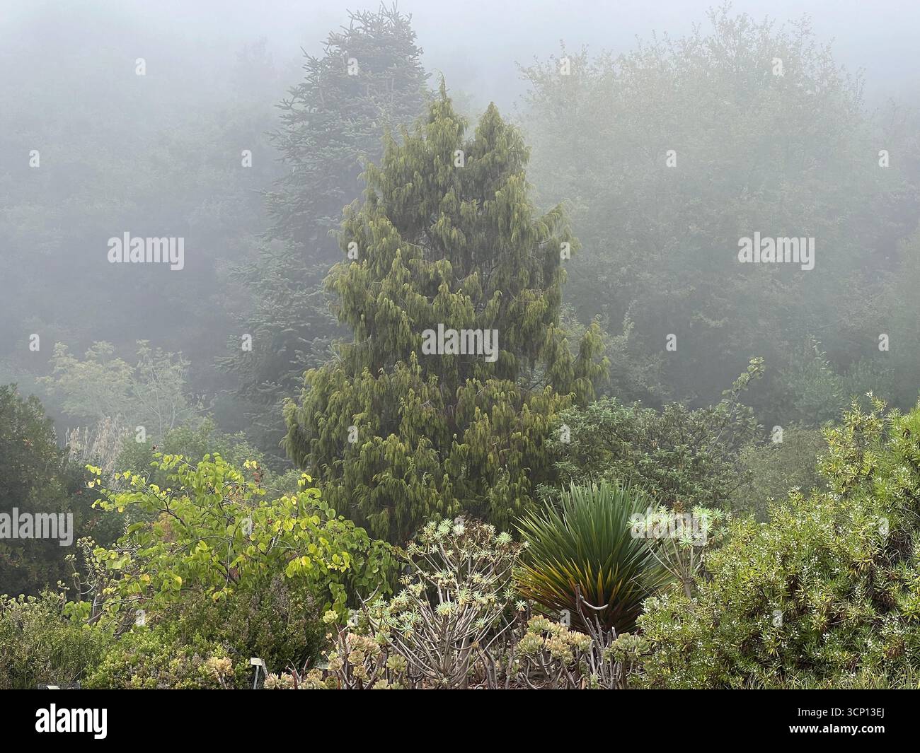 Closeup painted leaf begonia flowers and leaves on the living wall at the Virginia Haldan Tropical House inside Berkeley Botanical Garden, California - Smartphone Captured Stock Image