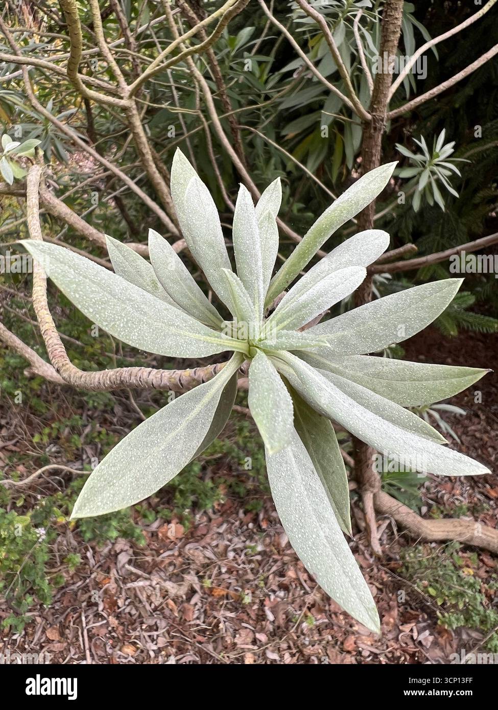 Echium vulcanorum, endangered Boraginaceae species endemic to Cape Verde, photographed in Berkeley Botanical Garden, California, on a foggy autumn mor - Smartphone Captured Stock Image