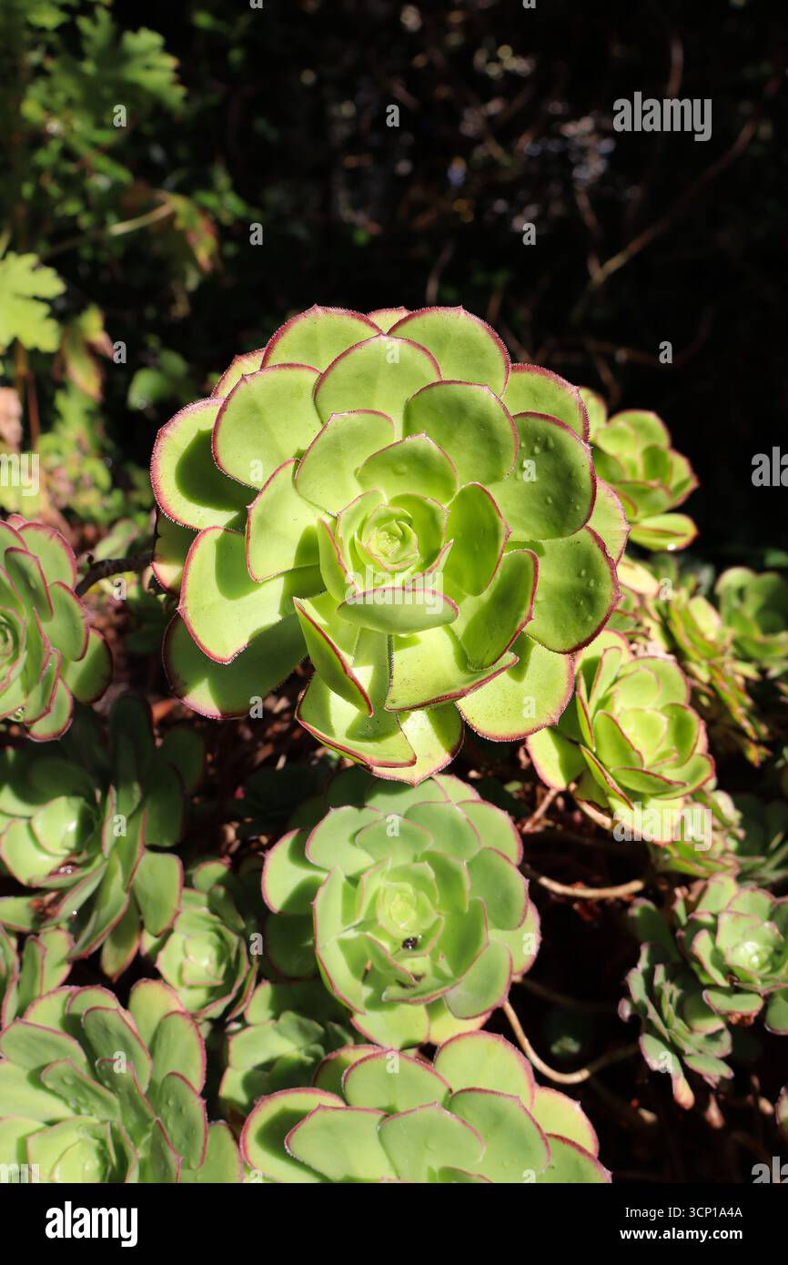 faux potted succulents 3-Pack Aloe Artificial Succulents In Ceramic Pot 5"
