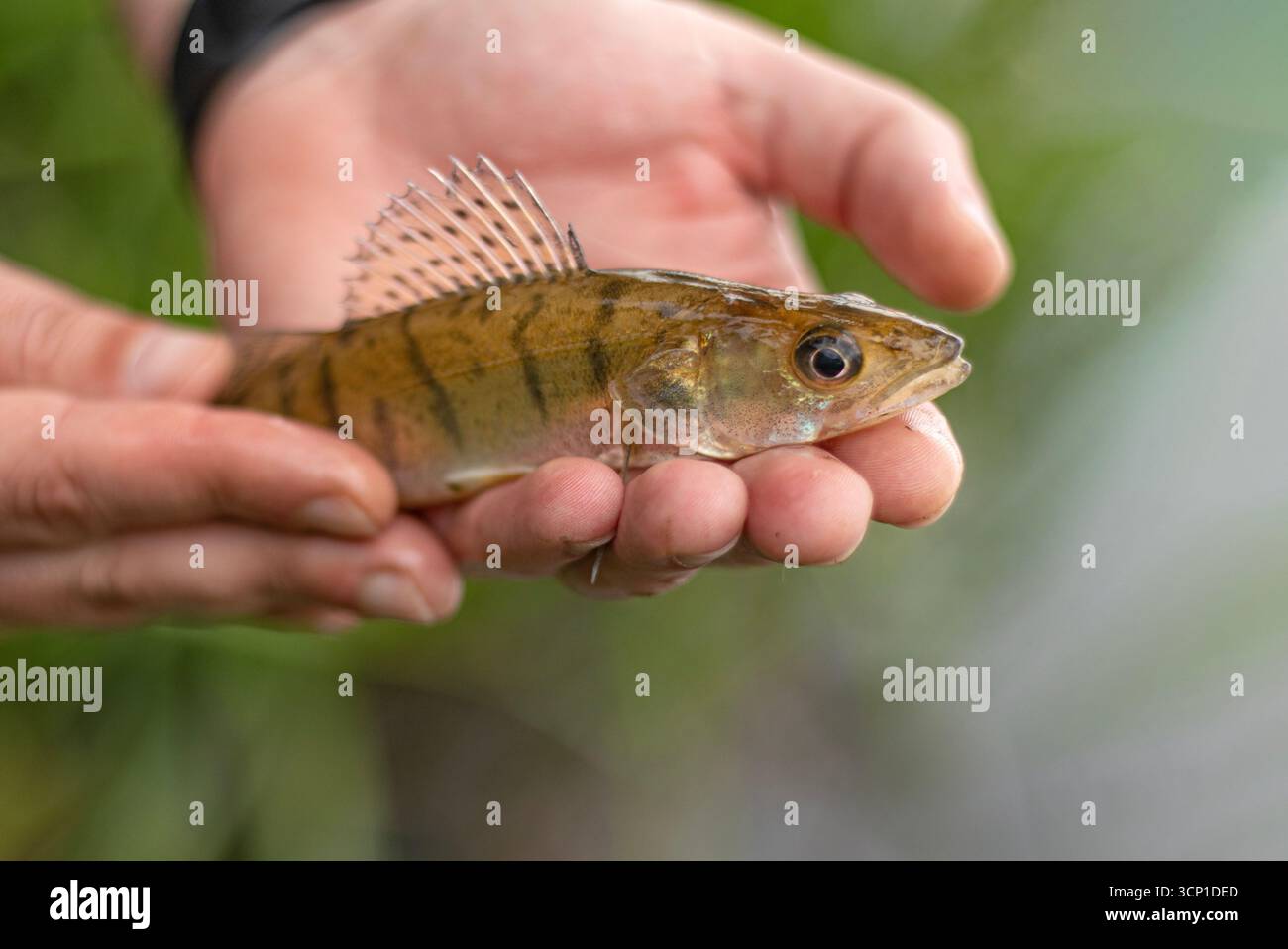 A small lake perch is a fishing trophy in a man's hands. A predatory ...