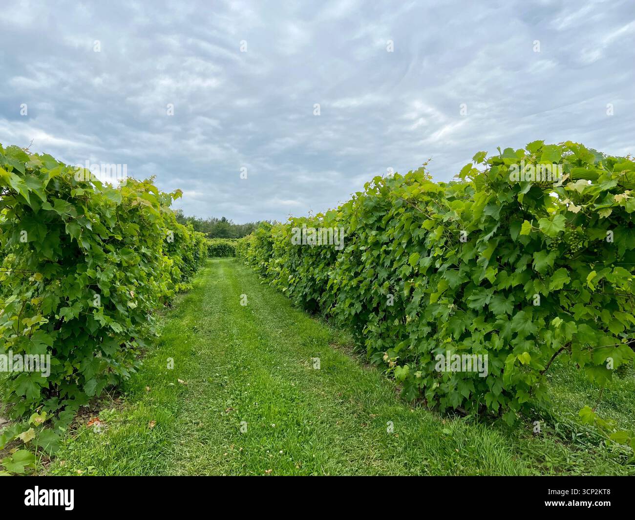 Vineyard field, Eastern townships, Quebec, Canada - Smartphone Captured Stock Image