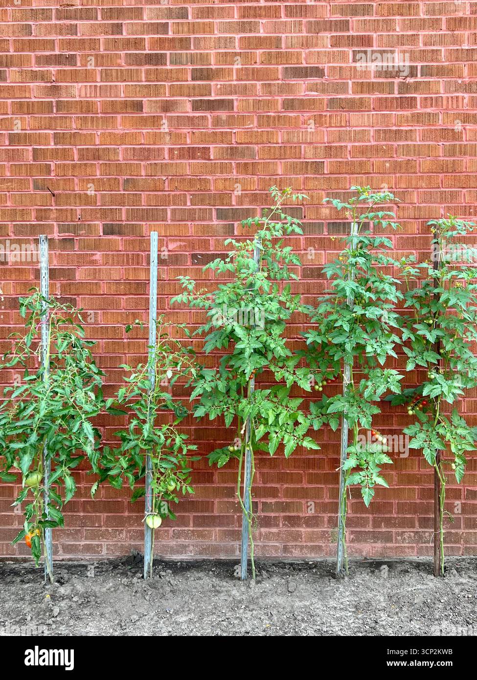 Tomato plants - Smartphone Captured Stock Image