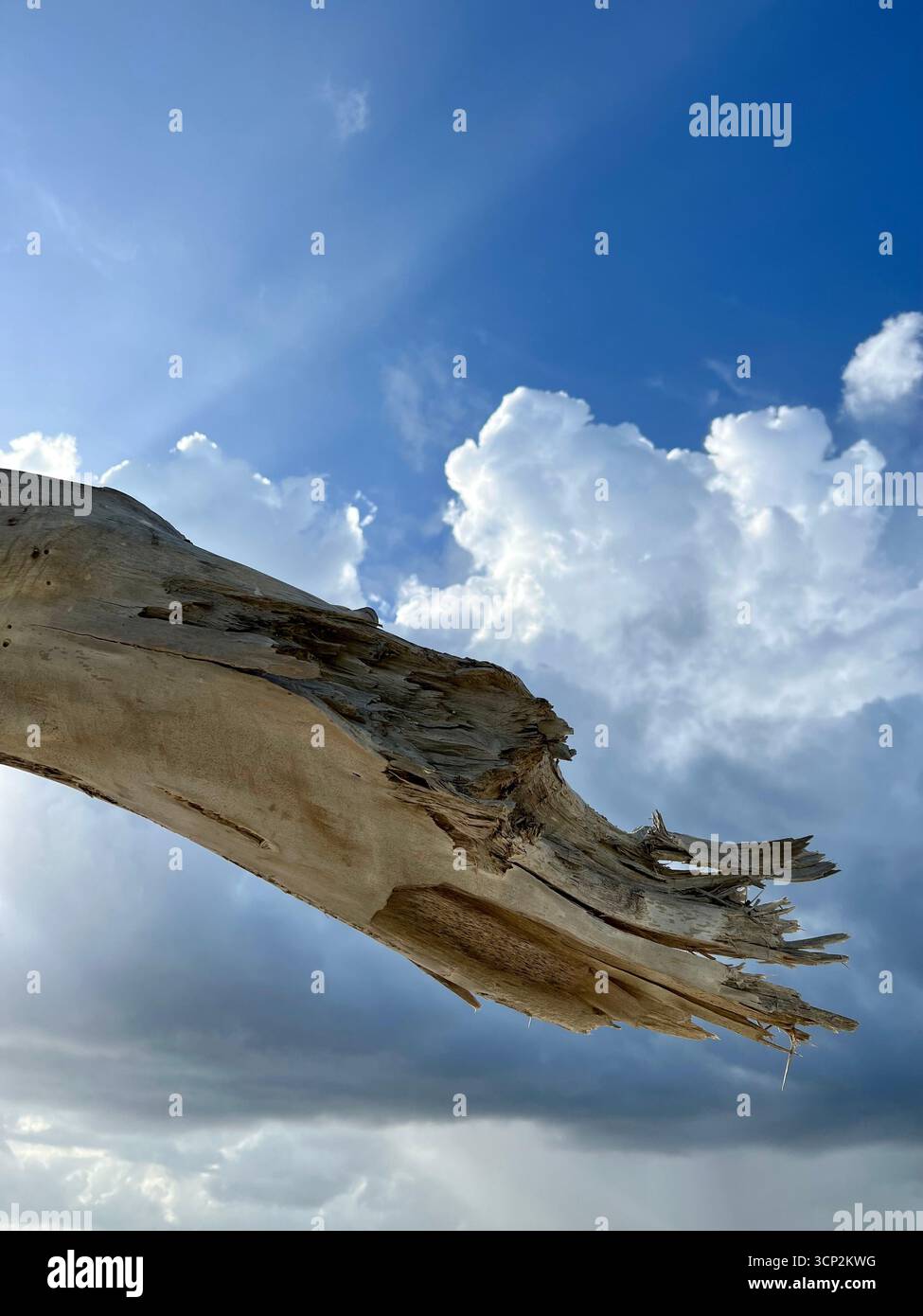 Dead trunk of a tree - Smartphone Captured Stock Image