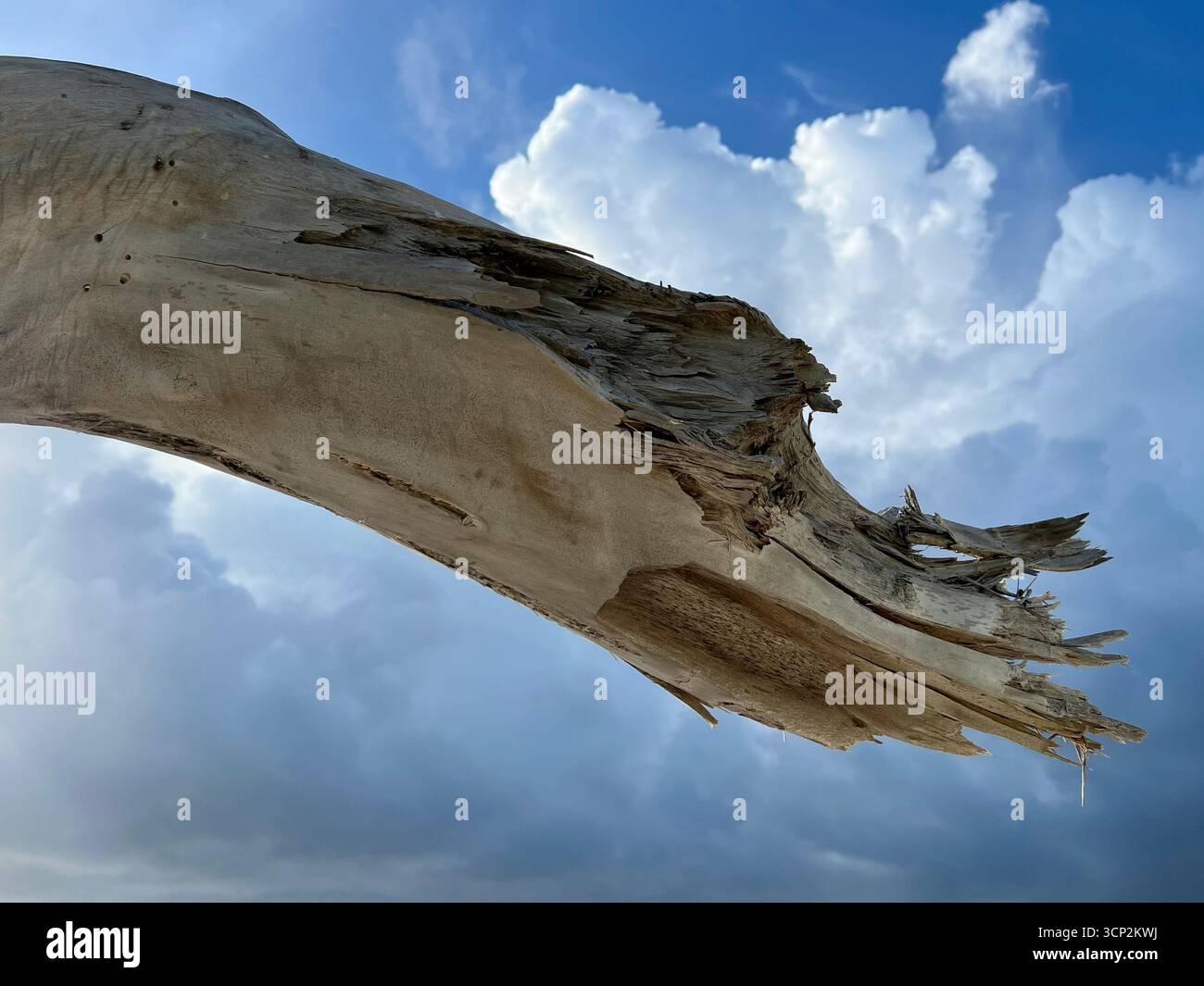 Dead trunk of a tree - Smartphone Captured Stock Image