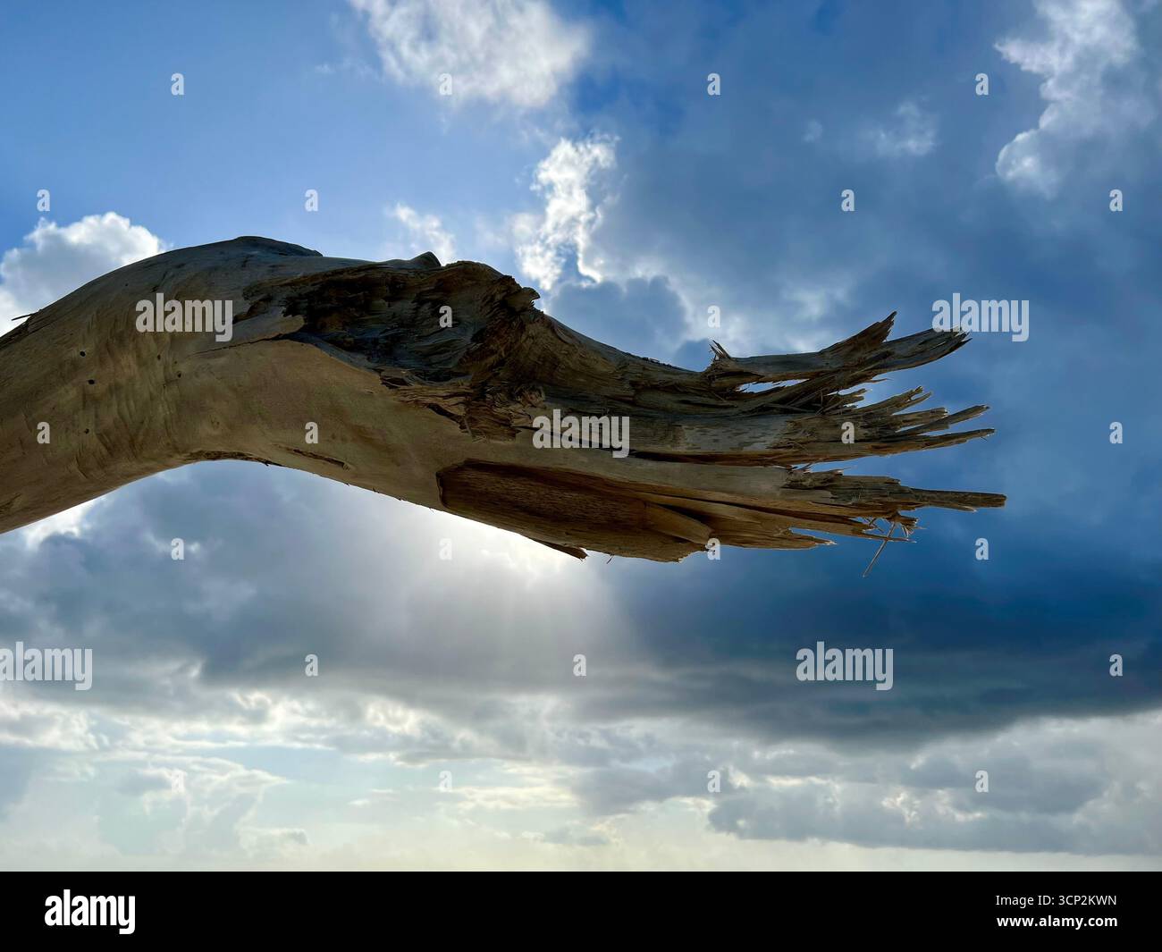 Dead trunk of a tree - Smartphone Captured Stock Image