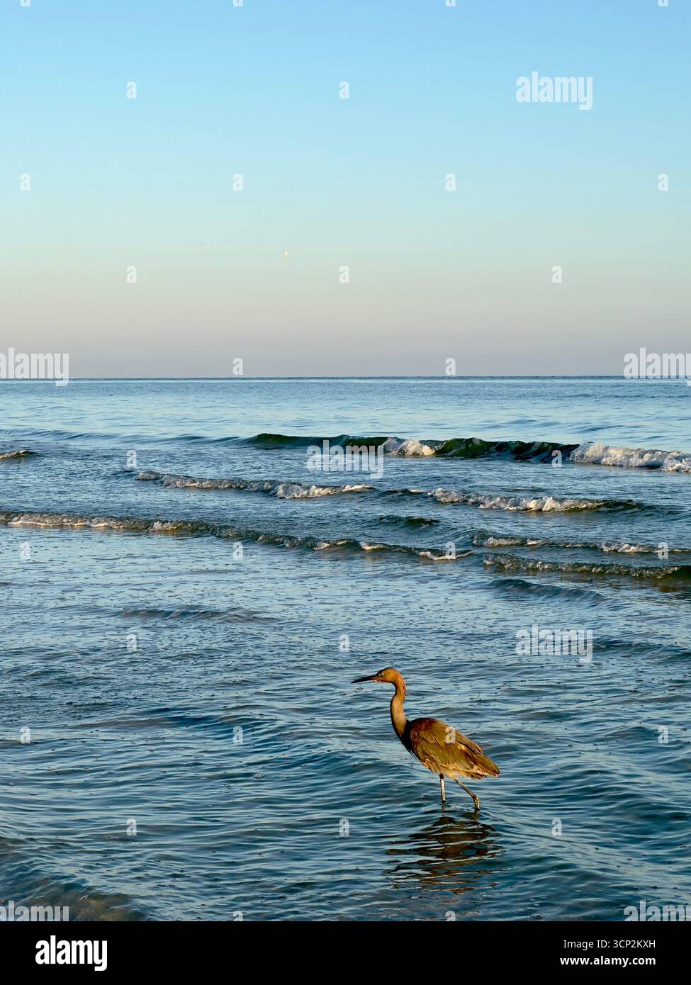 Tricolored Heron Yucatan coast, Mexico - Smartphone Captured Stock Image