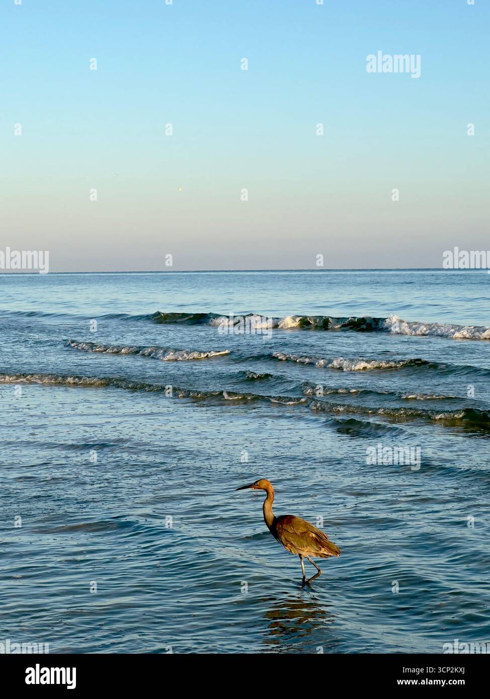 Tricolored Heron Yucatan coast, Mexico - Smartphone Captured Stock Image