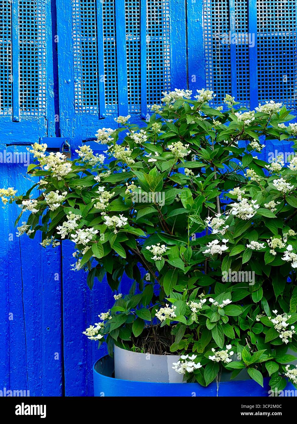 Flowers - Smartphone Captured Stock Image