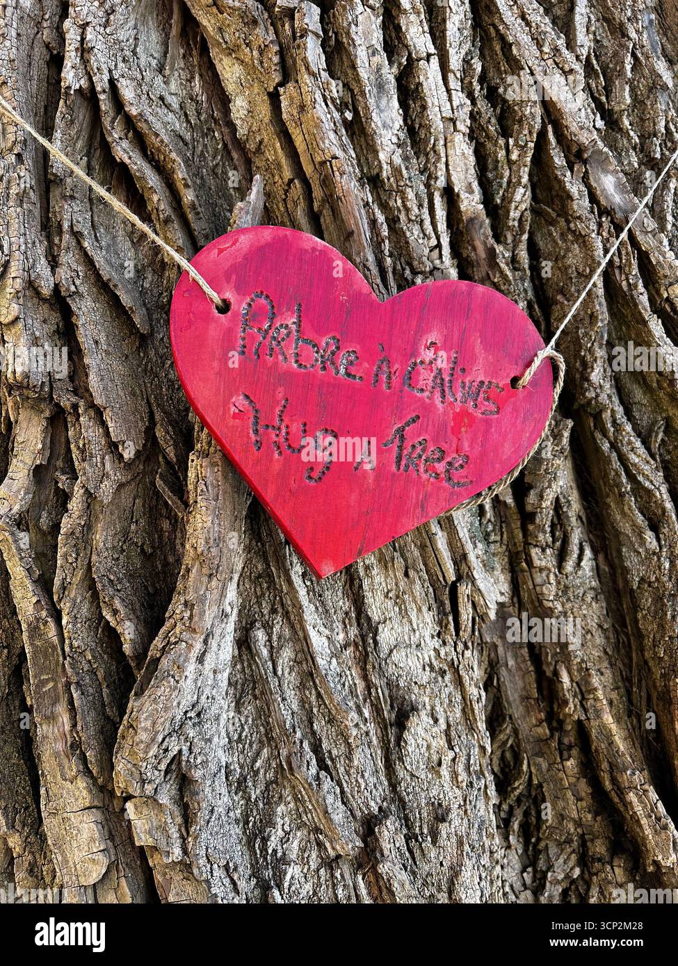 Hug a tree - Smartphone Captured Stock Image