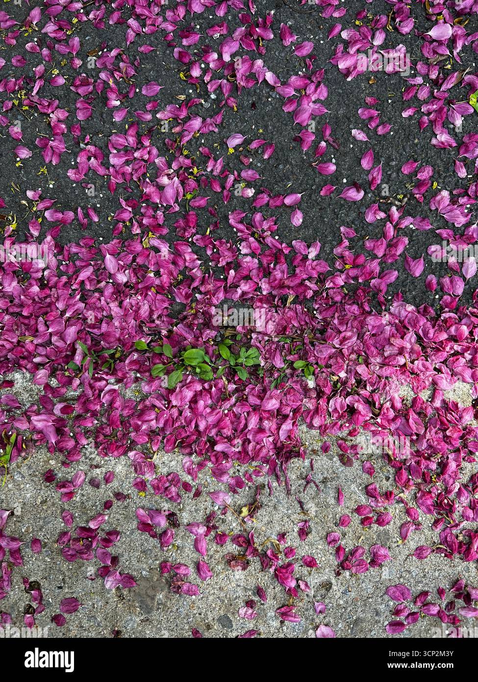 Flower petals on the ground - Smartphone Captured Stock Image