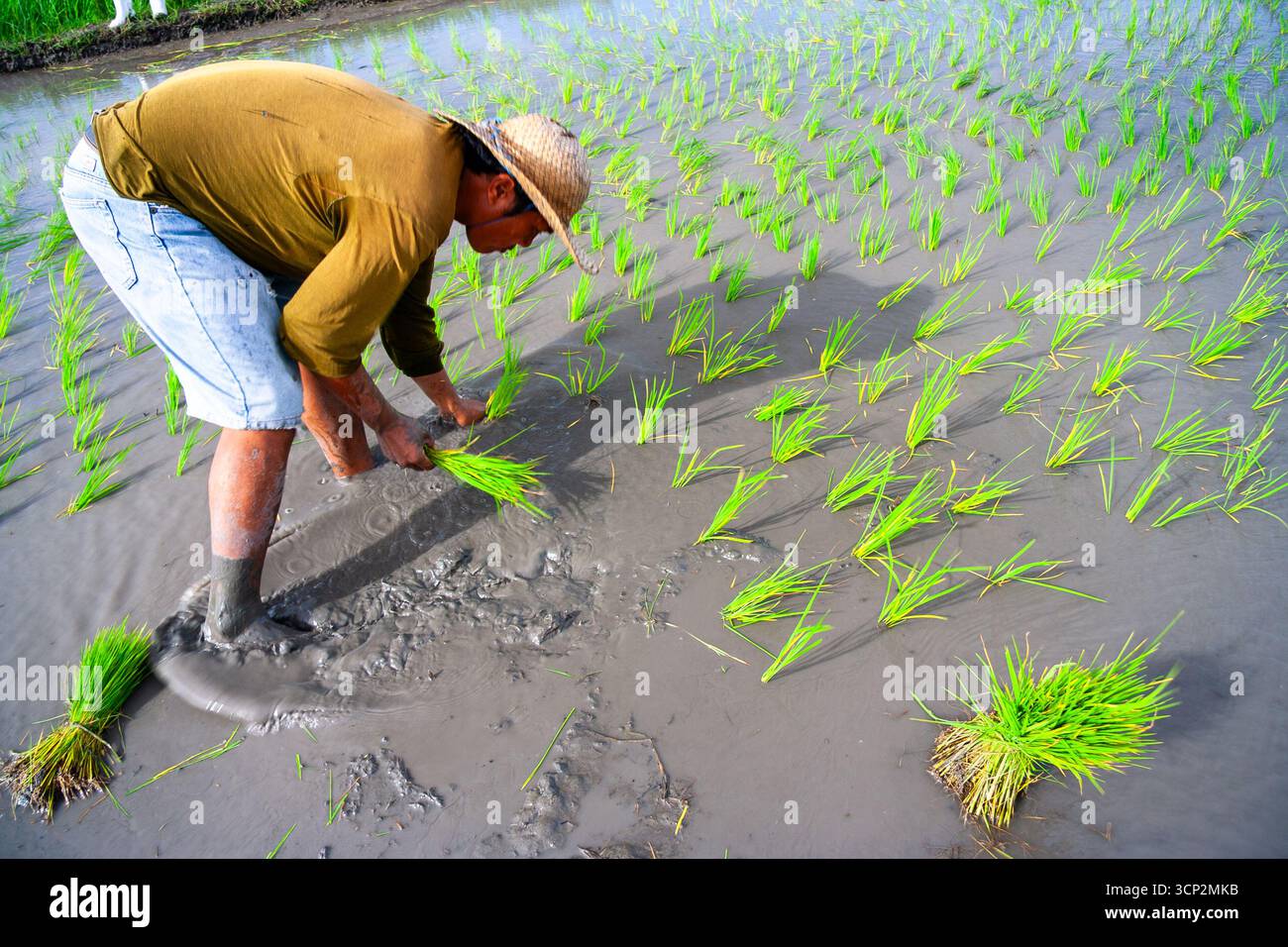 A rice farmer planting rice seedlings in a rice paddy in Tarlac ...