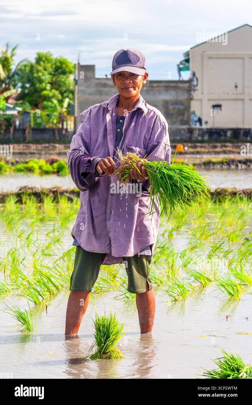 A rice farmer planting rice seedlings in a rice paddy in Tarlac ...
