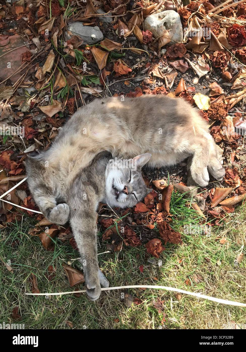 Tabby cat rolling in a shaded garden Stock Photo