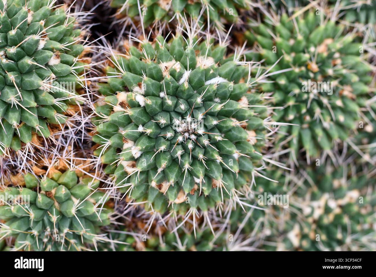 Close up mammillaria cactus hi-res stock photography and images - Alamy