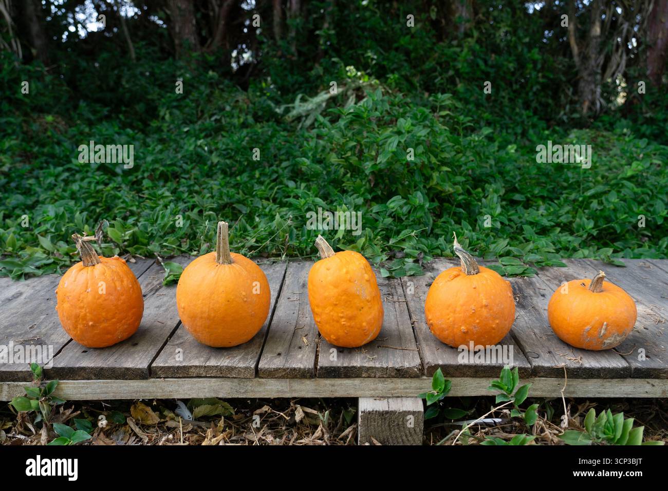 Orange pumpkins lining a rustic wooden deck with green foliage in the background, representing autumn and halloween Stock Photo