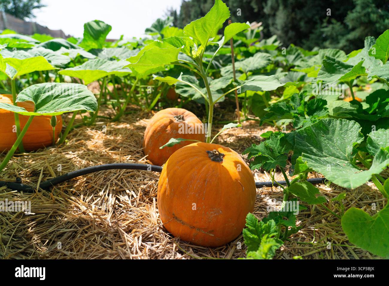 Pumpkins growing in a garden bed with straw mulch and irrigation lines Stock Photo