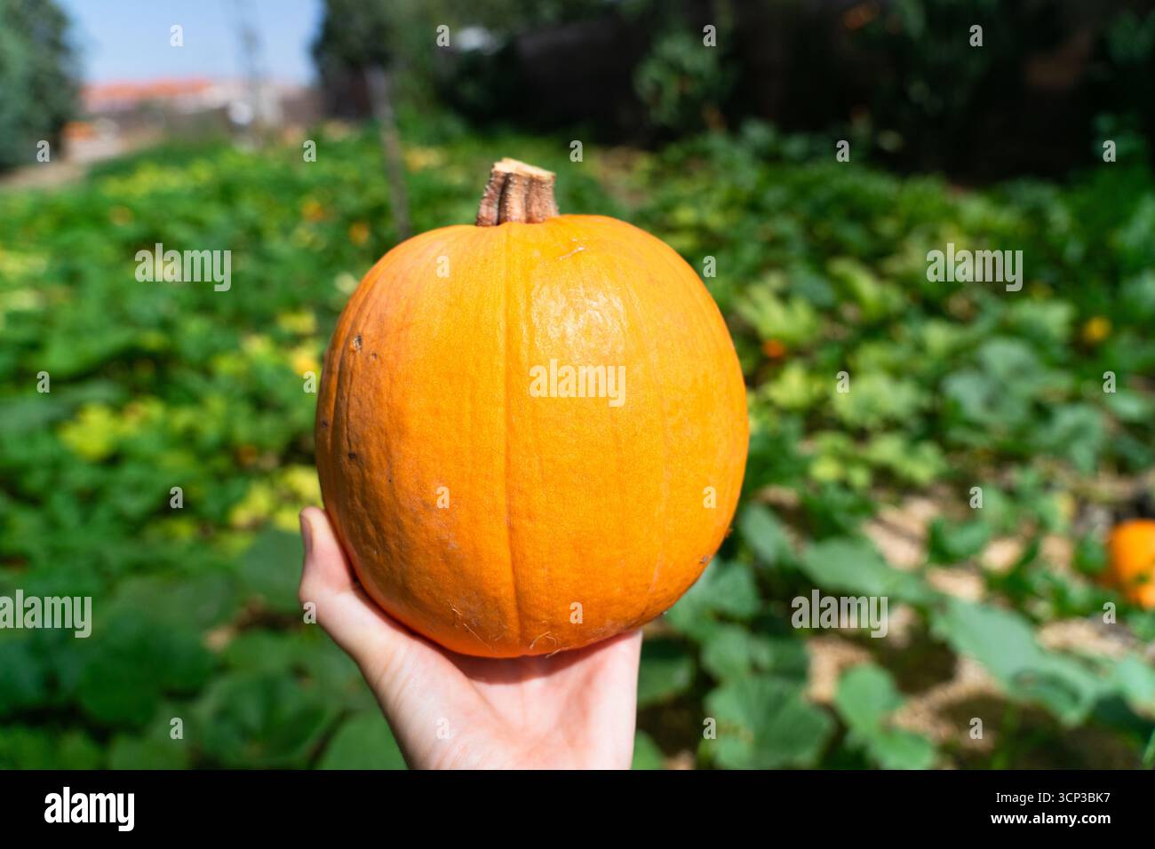 Hand holding a freshly harvested orange pumpkin with a green pumpkin patch background Stock Photo