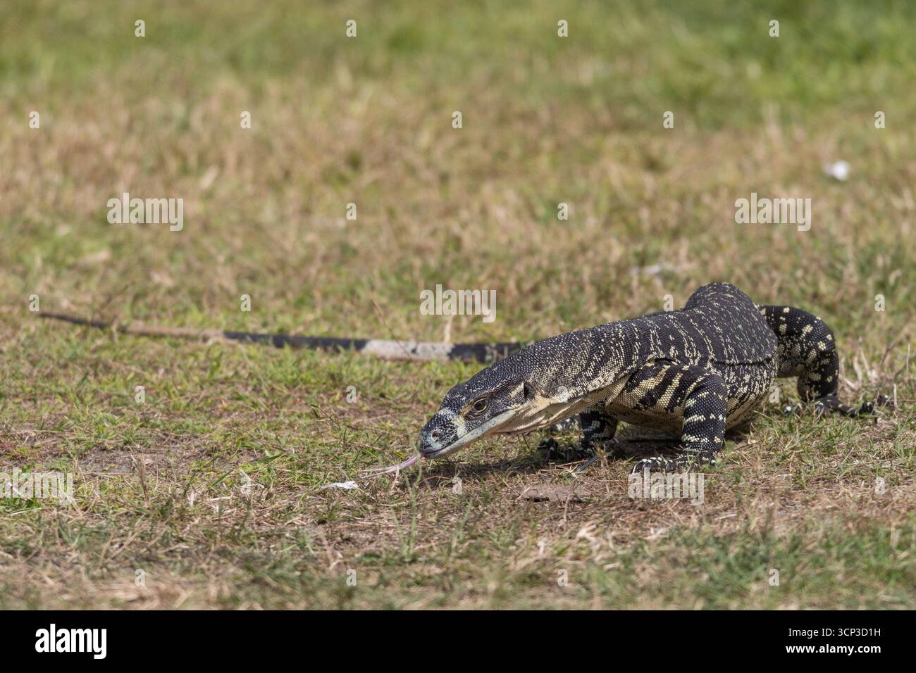 Lace Monitor (Varanus varius) is shown on grassy terrain. Its elongated body is covered with black scales interspersed with cream-colored bands, typic Stock Photo