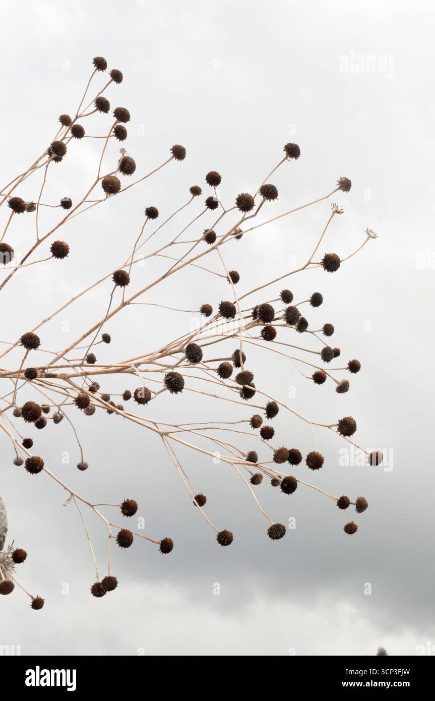 Ramas secas, cielo nuboso con agrupaciones de pequeñas semillas redondas marrones sobre fondo nublado, textura natural, forma orgánica al aire libre. Stock Photo