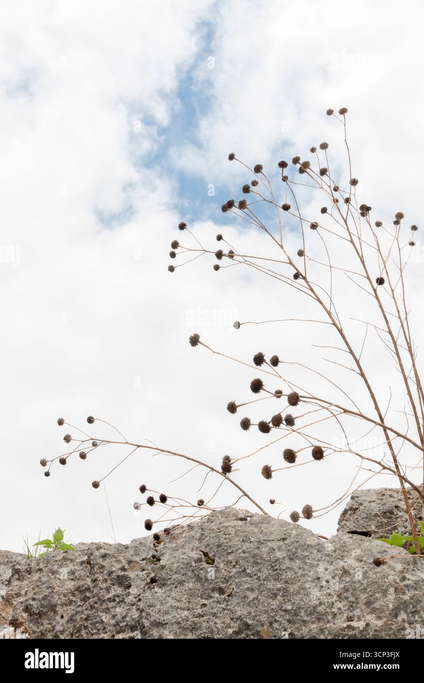 Ramas secas, cielo nuboso con agrupaciones de pequeñas semillas redondas marrones sobre fondo nublado, textura natural, forma orgánica al aire libre. Stock Photo
