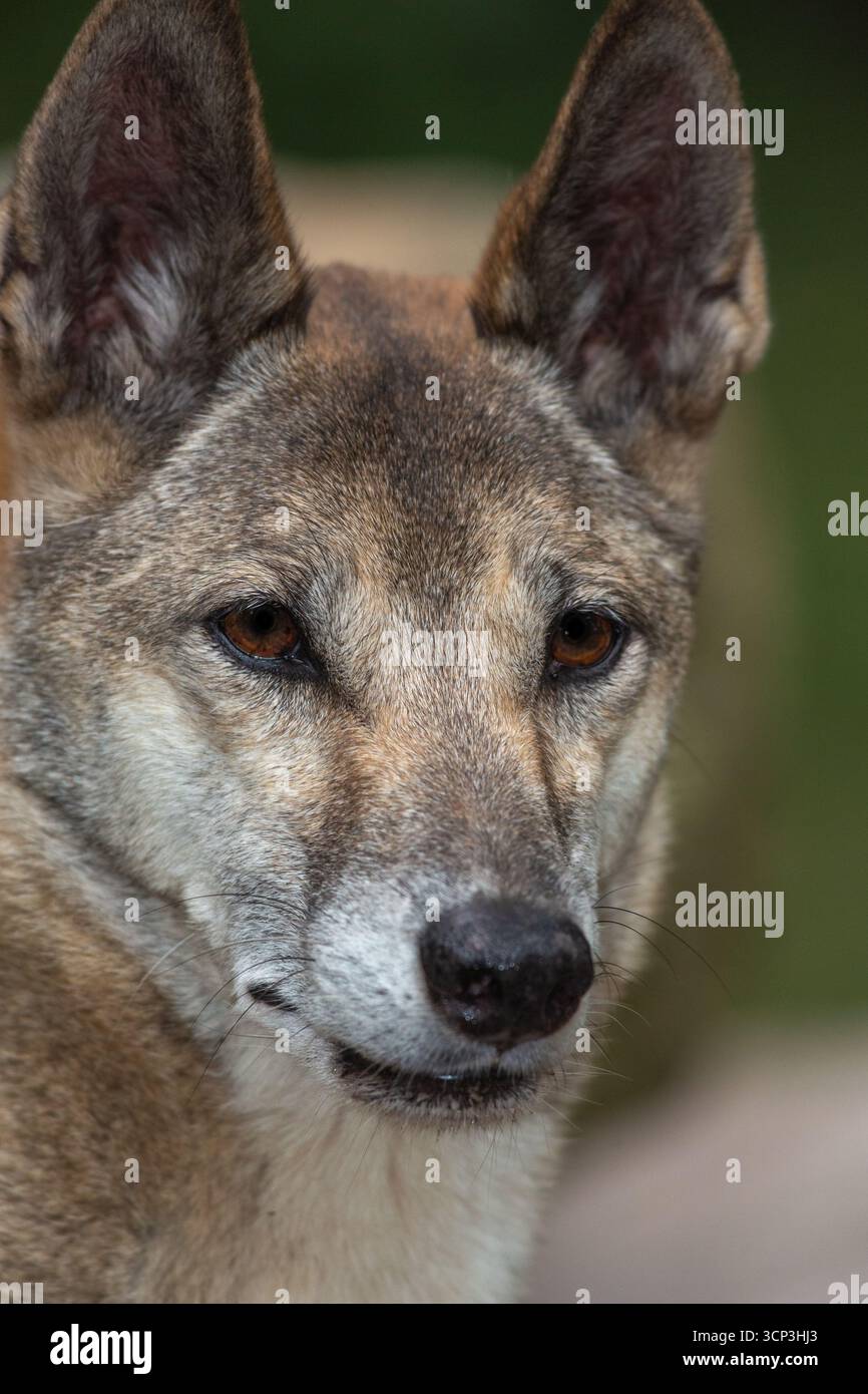Prominent upright ears hi-res stock photography and images - Alamy