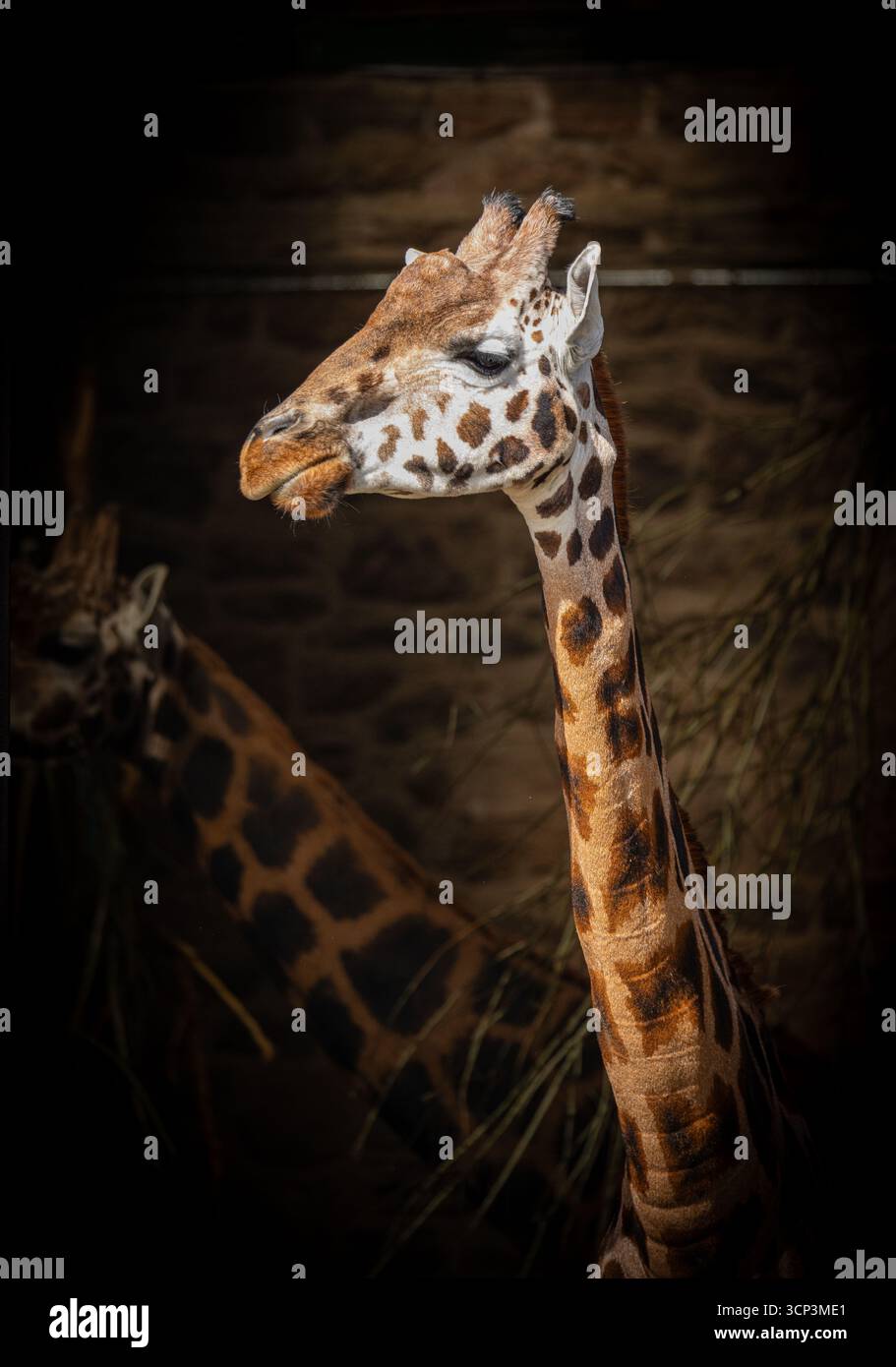 Giraffe against black hi-res stock photography and images - Alamy