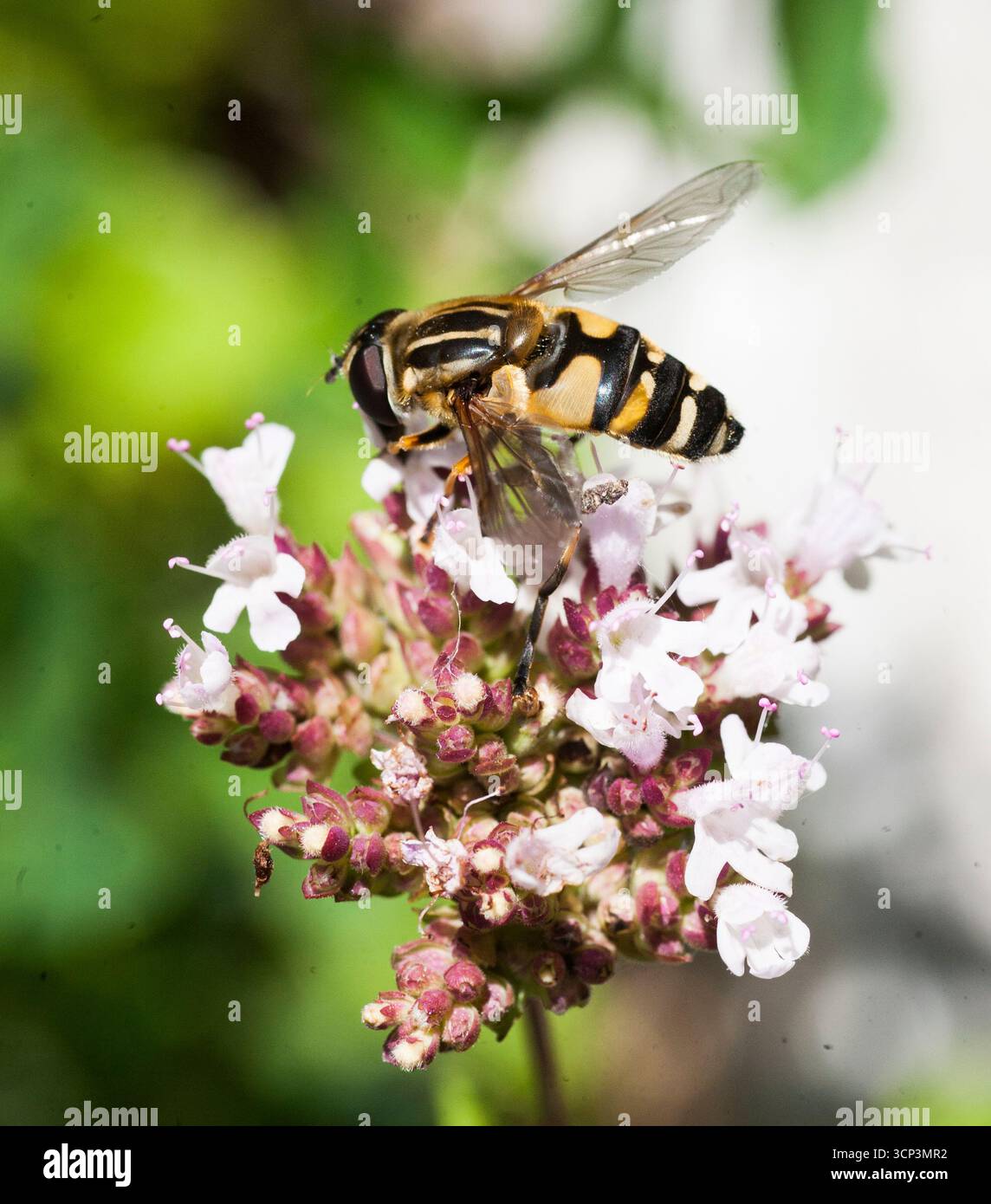 Helophilus Affinis Mörk Kärrblomfluga Stock Photo
