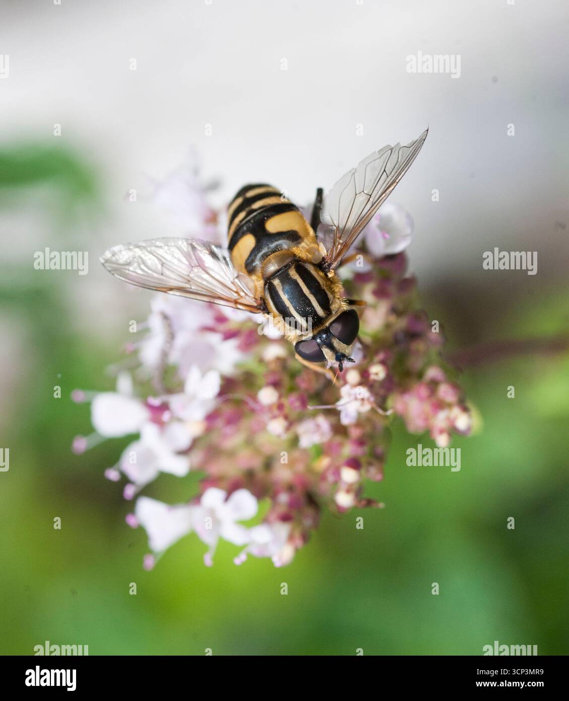 Helophilus Affinis Mörk Kärrblomfluga Stock Photo