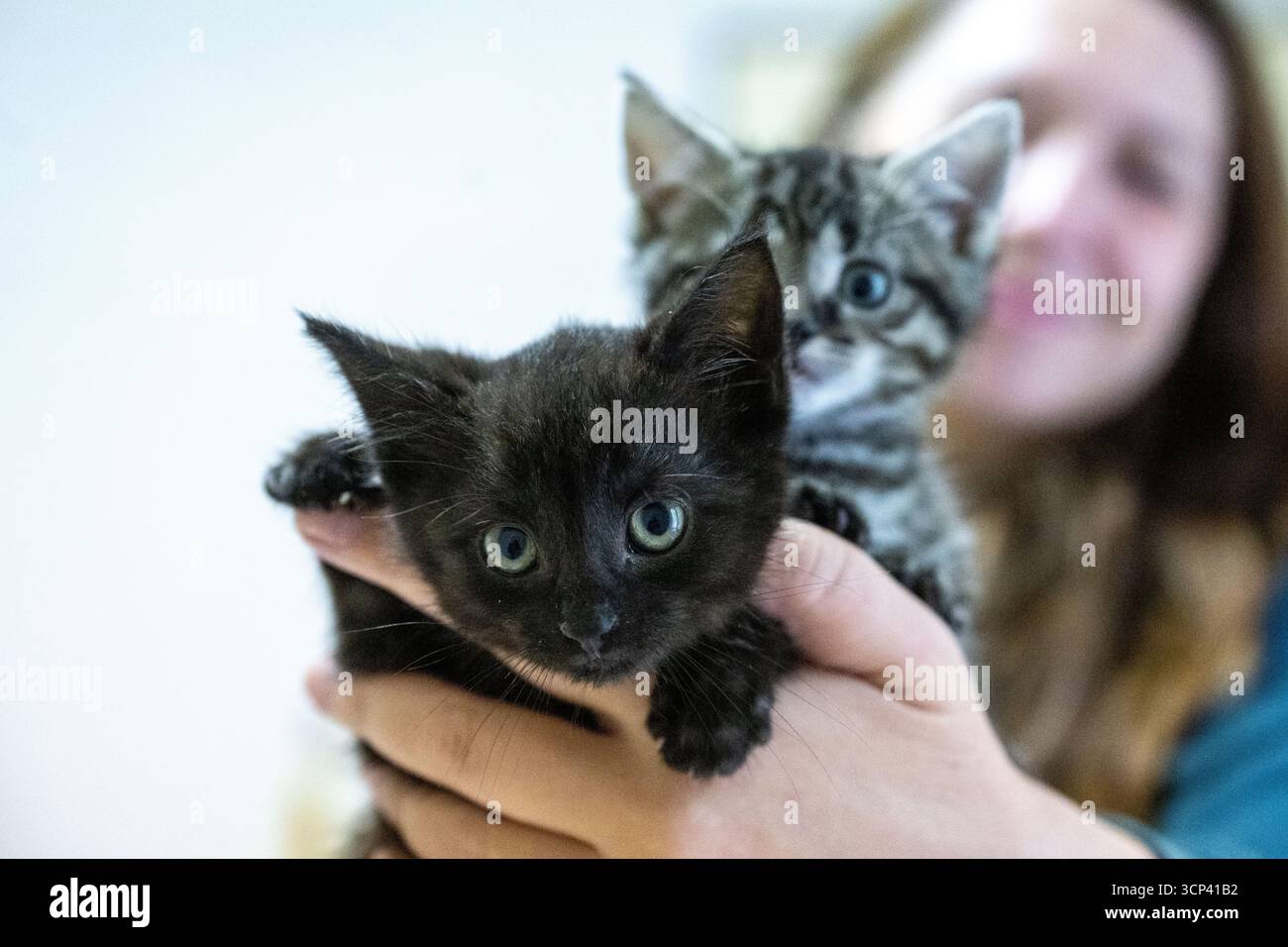 Kittens in the city shelter, September 24, 2025, Pardubice. The ...