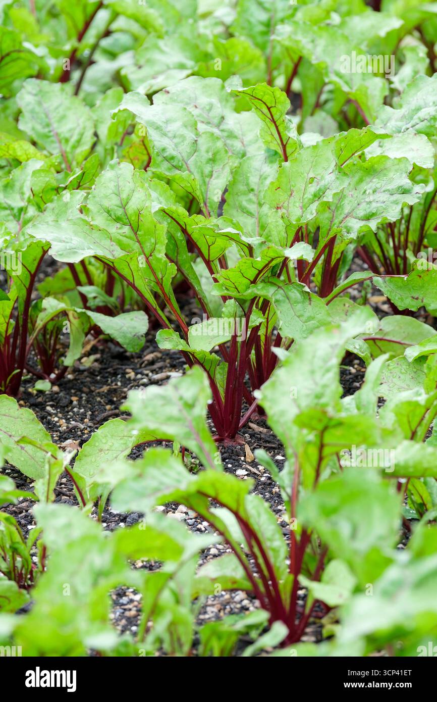 Beetroot vulgaris Rhonda, beetroot Rhonda F1 rows of young, late-maturing hybrid beetroot seedlings growing in a prepared bed Stock Photo