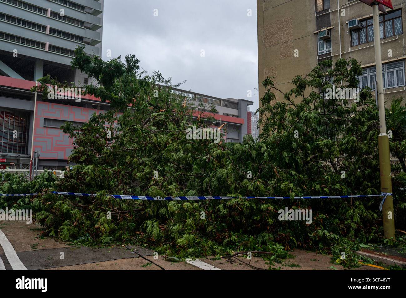 Signals Ragasa A fallen tree on a road as Typhoon Ragasa passes through on September ...
