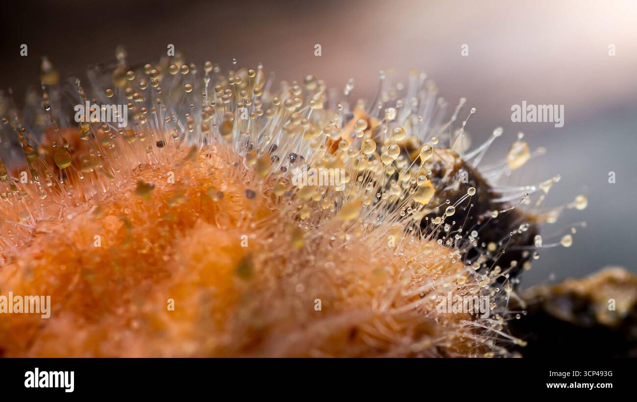 Microscopic view of mold growing on a rotten orange fruit, showing ...