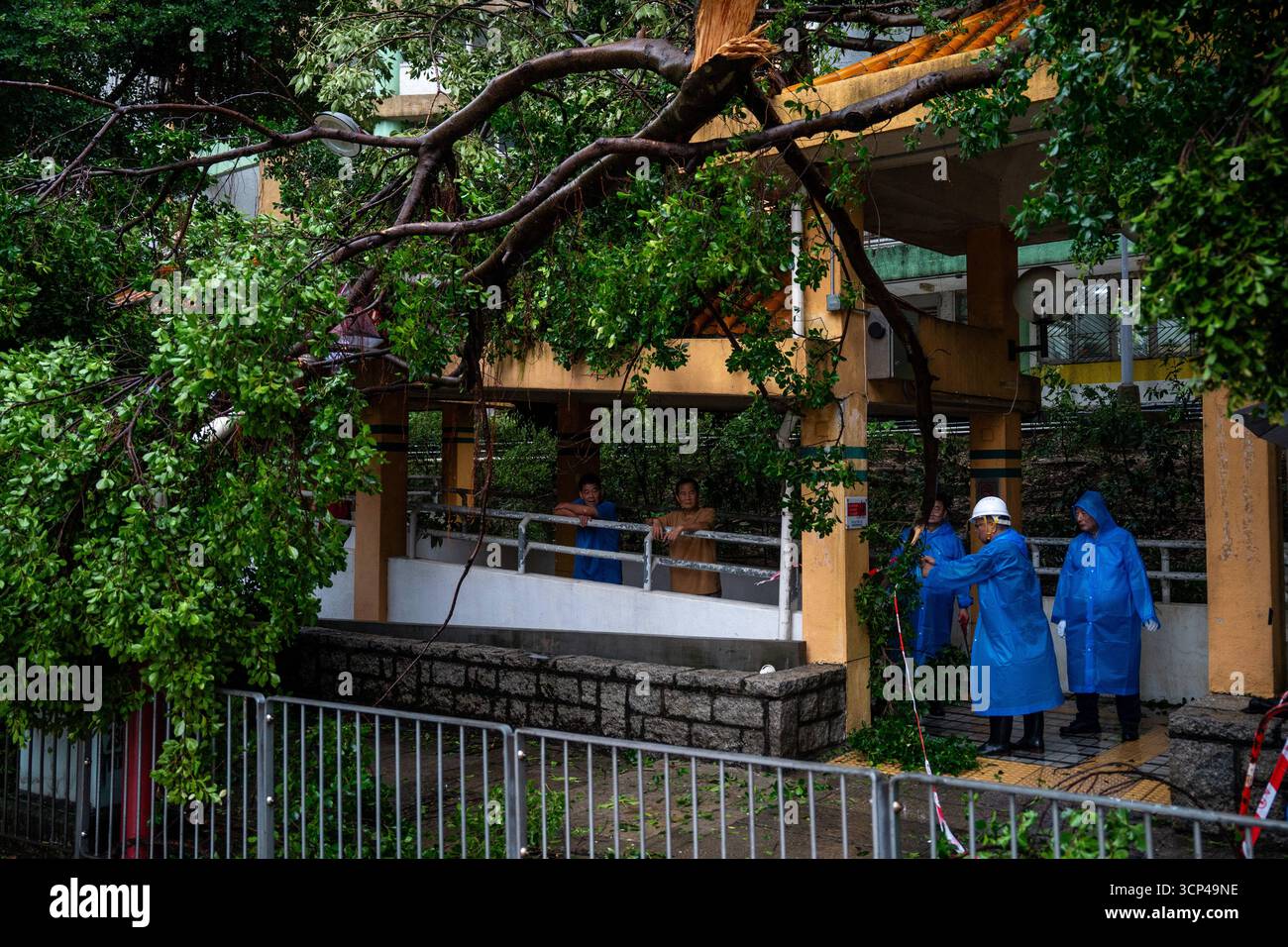 Signals Ragasa Hong Kong During Typhoon Ragasa Workers working on a fallen Tree as ...