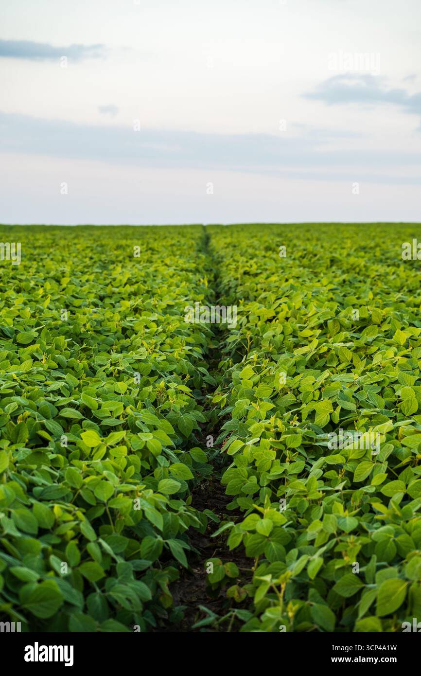 Soybean field neat rows hi-res stock photography and images - Alamy