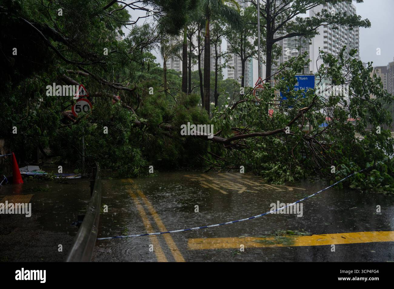 Signals Ragasa Hong Kong During Typhoon Ragasa A fallen tree on a road as Typhoon ...