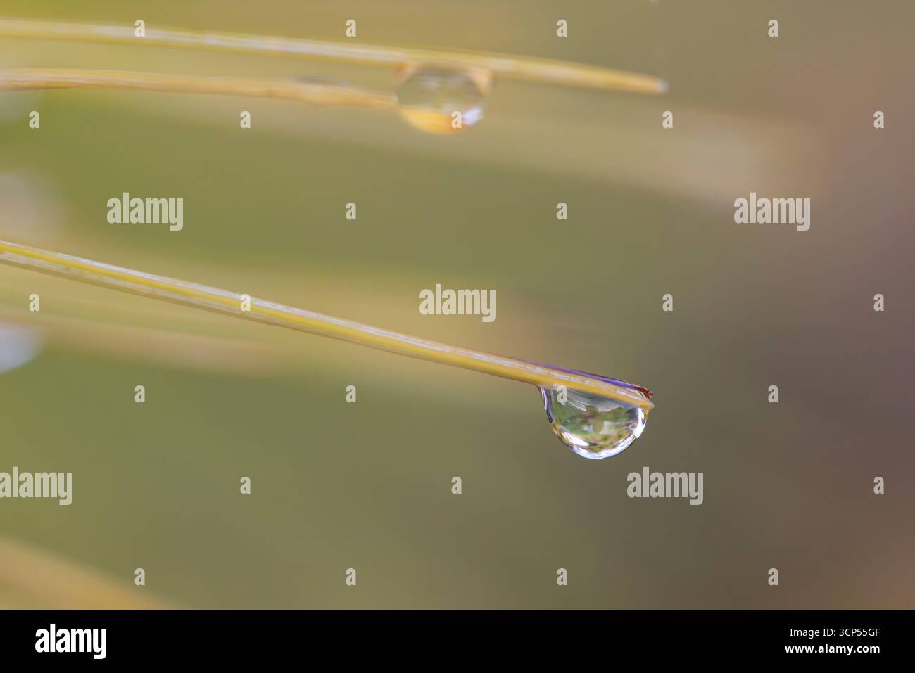 Close up/ macro view of water droplets on the end of growing pine needles. Useful background/backgrounds image with plentiful copy space. Stock Photo