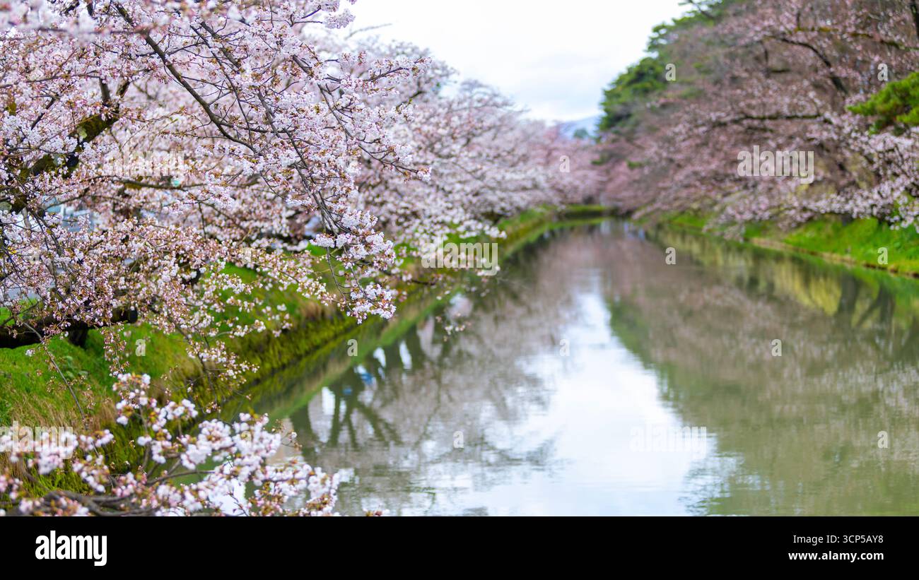 Hirosaki cherry blossom festival hi-res stock photography and images ...