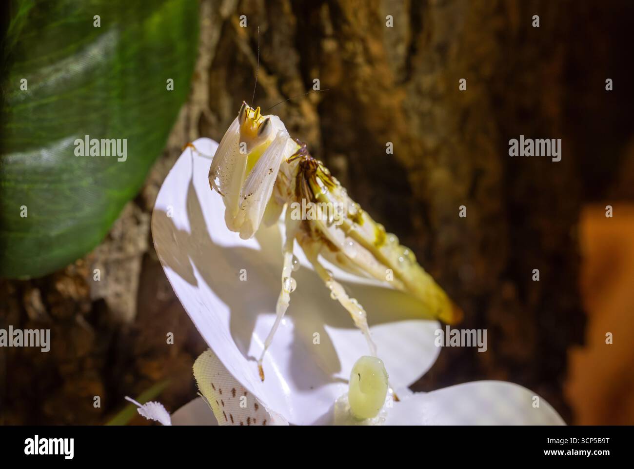 female orchid mantis, different type of pet praying mantis Stock Photo ...