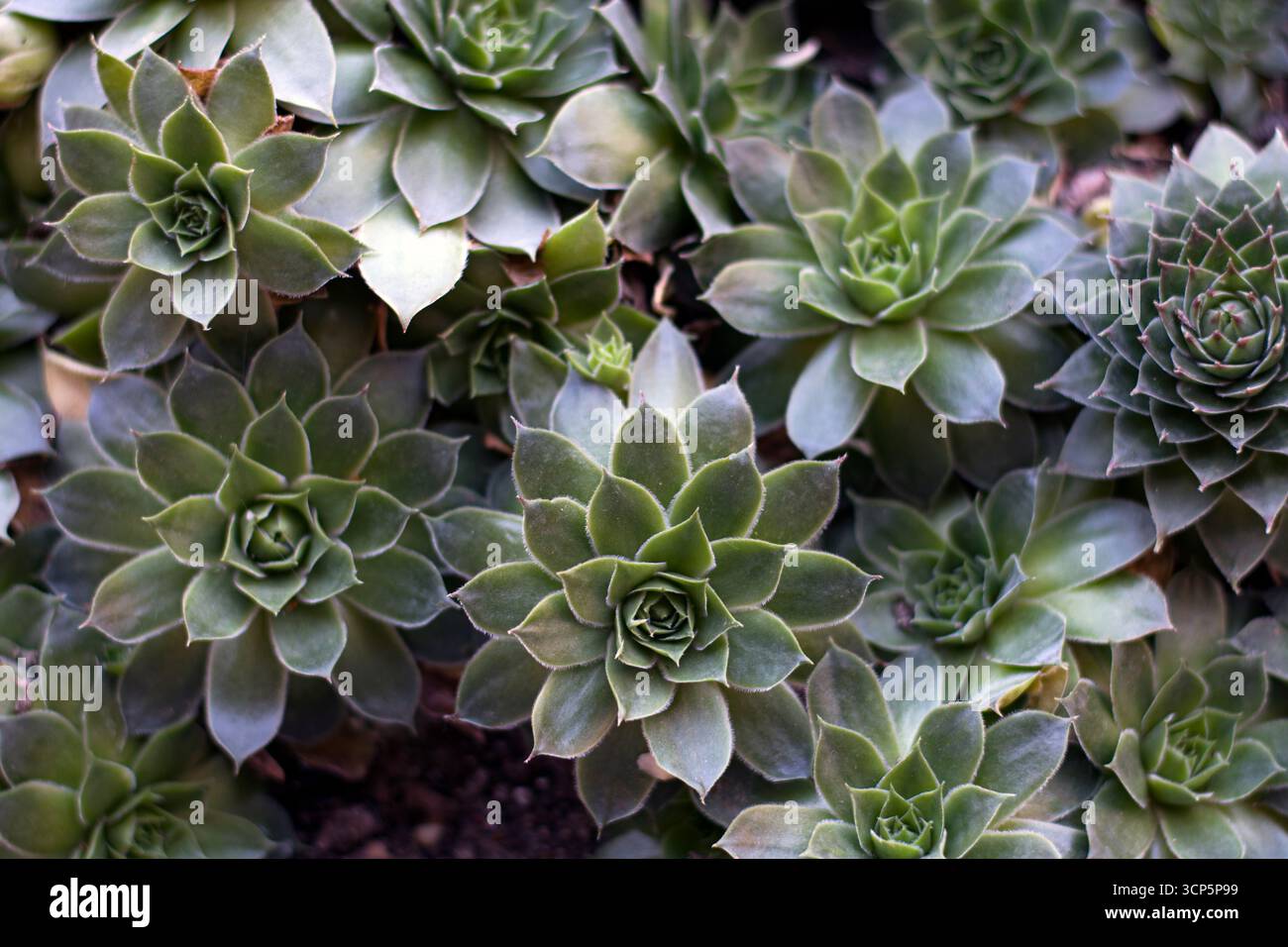 Succulent plants in the garden Stock Photo
