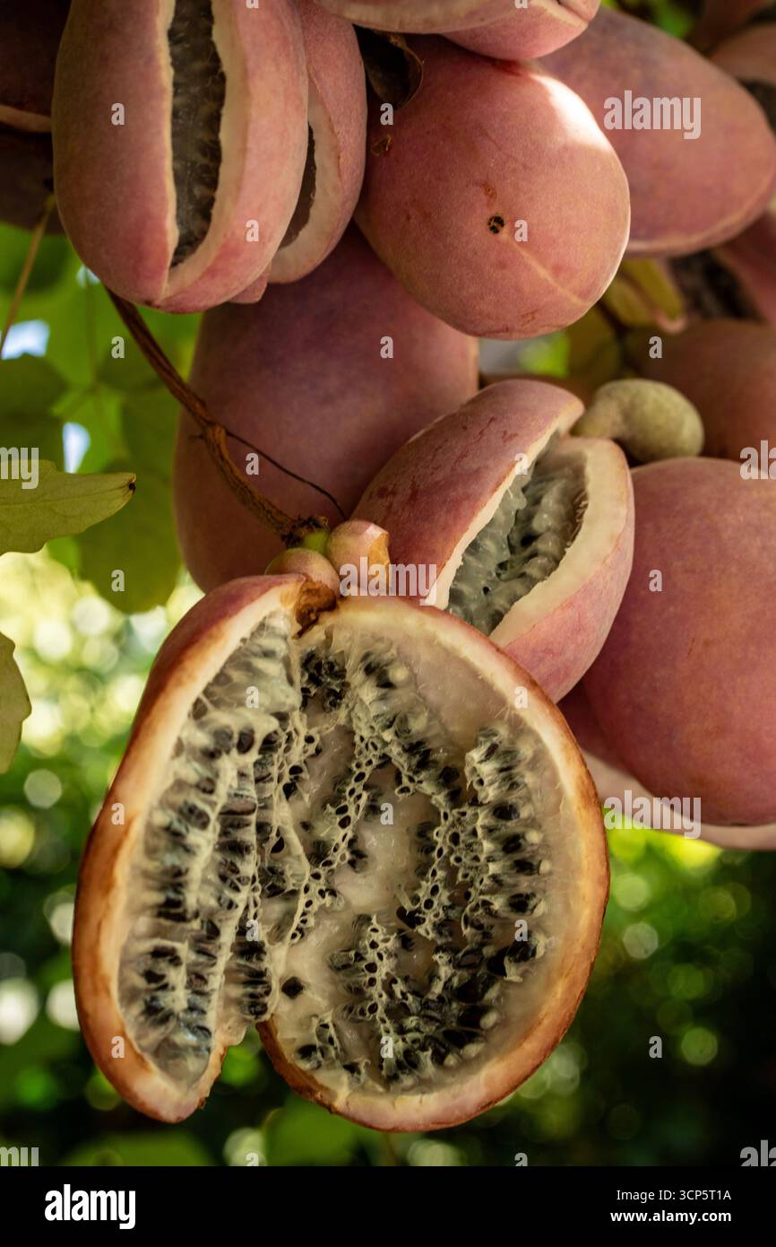 Akebia quinata wall hi-res stock photography and images - Alamy