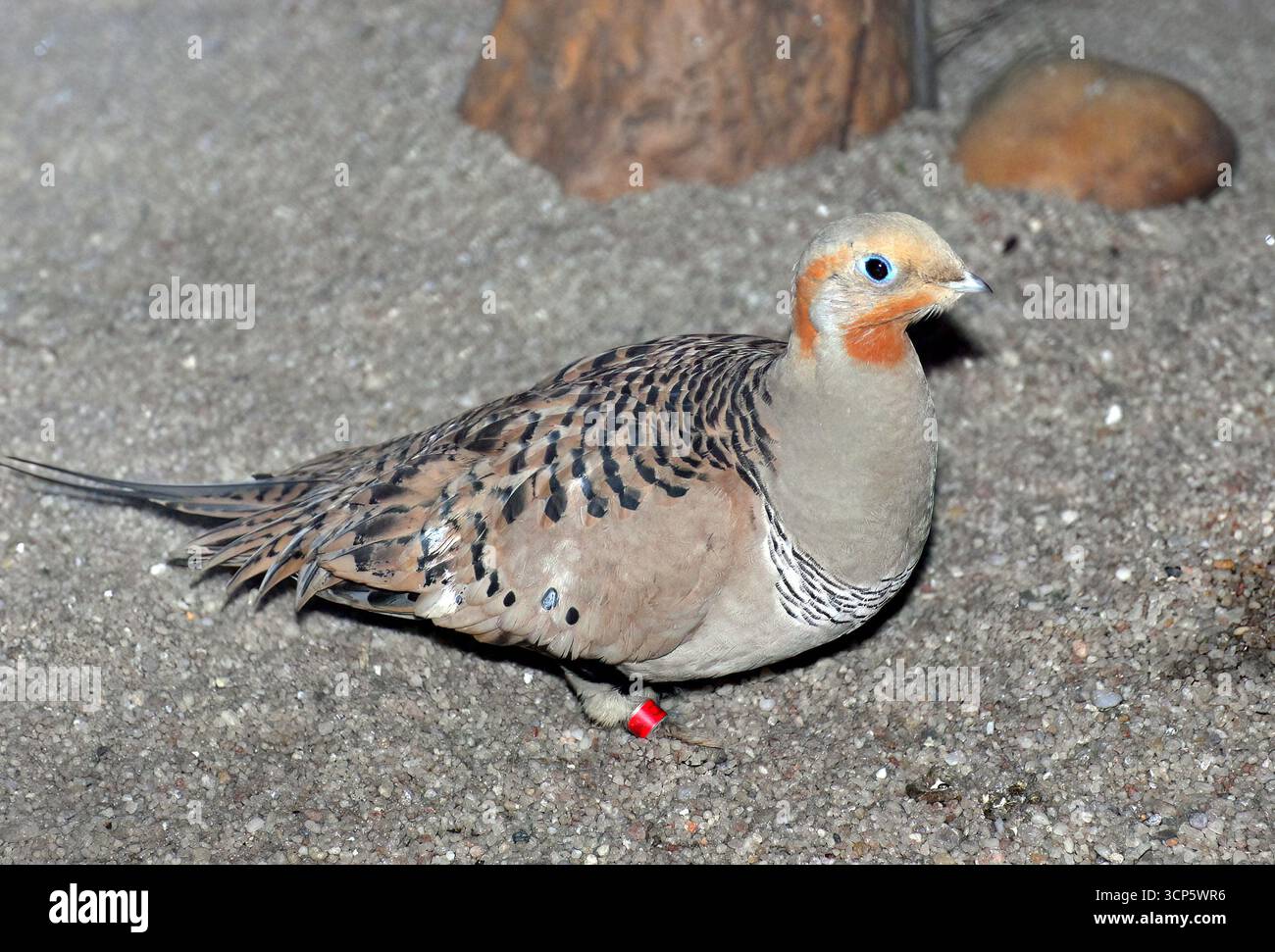 pallas-s-sandgrouse-steppenflughuhn-steppenhuhn-syrrhapte-paradoxal