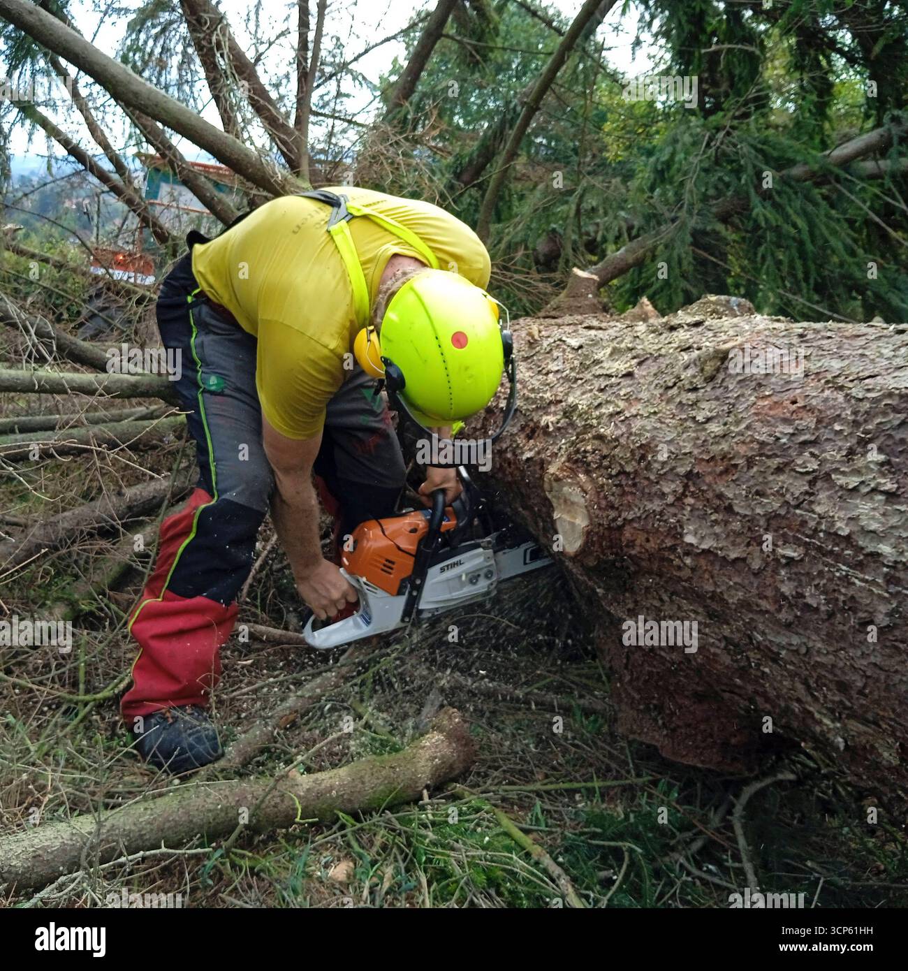 a lumberjack with a chainsaw cutting trees in the forest Lumberjack ...